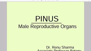 PINUS  Male Reproductive Organs  Dr Renu Sharma [upl. by Chaing]