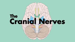 How to Remember the Cranial Nerves Mnemonic  MEDZCOOL [upl. by Oniotna]