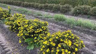 Happy Face Yellow Potentilla  Garden Crossings [upl. by Airamat]