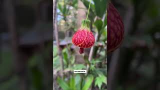 Pretty Cool Plant Episode 1 Abutilon [upl. by Seko456]