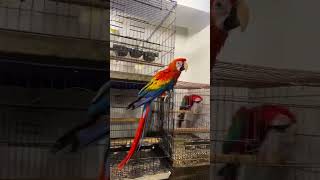 Macaw Birds Beautiful Colorful Birds birds macawbird [upl. by Qulllon]