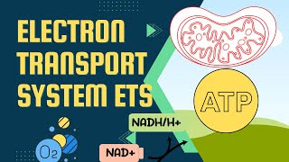 Electron transport systemElectron transport chain ETSOxydative phosphorylation Part 4 [upl. by Akinahs387]