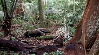 Grand Tamanoir  Fourmilier géantGiant Anteater in french Guiana [upl. by Havot]