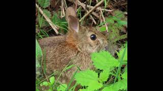 Eastern Cottontailed rabbit fall [upl. by Fraase]