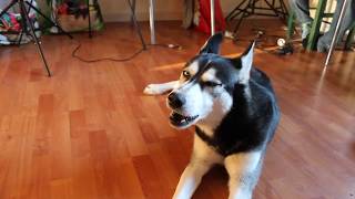 HUSKY QUI CHANTE en écoutant lharmonica  Drôle Animaux [upl. by Gaudet955]