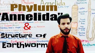 Annelida phylum Animal kingdom [upl. by Ehgit]