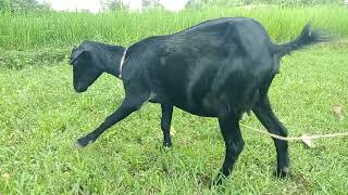 How goats in France eat grass [upl. by Groeg737]