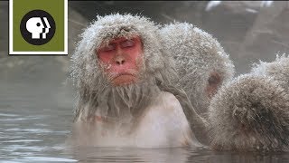 Snow Monkeys Soak in Hotsprings [upl. by Aicsile406]