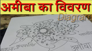 Amoeba Diagram and Introduction आकार रंग प्रचलन आवास उत्सर्जन जनन भोजन तथा अन्य विवरण तथा वर्गीकरण [upl. by Adnohsad]