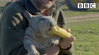 Feeding a farting wombat  BBC [upl. by Ttelrats]