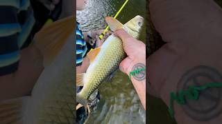 Beautiful Golden Redhorse River Fishing [upl. by Lleral75]