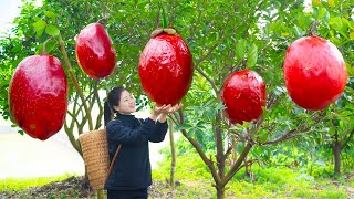 How To Harvest Annona amp Goes To Market Sell  Harvesting And Cooking  Lý Song Ca [upl. by Nidnerb]