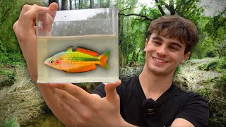 Into the Australian Rainforest  Collecting Wild Fish for Aquariums [upl. by Thorner]