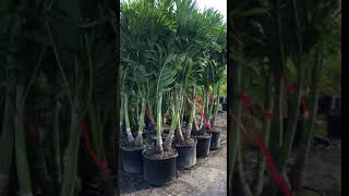 25 GallonAdonidia Palm Trees  786 2552832 – We Deliver [upl. by Birkle220]