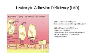 Leukocyte Adhesion Deficiency LAD Injury autoTreatment Defect Code 221 [upl. by Caitlin]