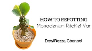 How to repotting  Euphorbia Monadenium Ritchiei Variegata  Succulent [upl. by Vicky]