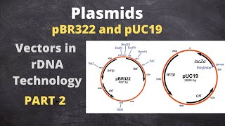 Vectors Based on Plasmid DNA pBR 322 and pUC19  Part2 [upl. by Keslie]