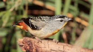 Spotted Pardalote filmed in Tasmania in the wild [upl. by Scribner]