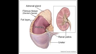 Adrenal Gland Cushing syndrome and Cushing disease  MRCS Academy بالعربي [upl. by Oironoh]