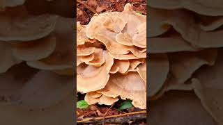 I walked into mushroom paradise nature fungus polypore mushroom [upl. by Nivrag530]