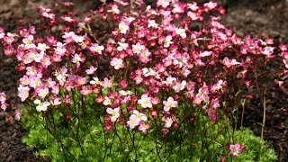 Best Perennials for Sun  Saxifraga Triumph Arends Saxifrage [upl. by Ibba]