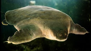 Cantors giant softshell turtle documentary science turtles [upl. by Daigle]