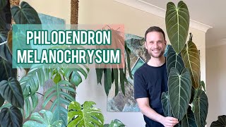 Philodendron melanochrysum  Plant Spotlight amp Care Tips [upl. by Yrahca]