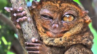 True Facts About The Tarsier [upl. by Keener611]