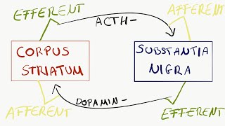 Afferent und Efferent [upl. by Adnauq]