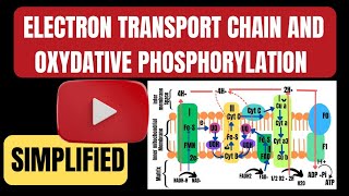 Electrone transport chain ETC Oxydative phosphorylation in hindi [upl. by Yartnoed457]