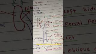 Excretory system NCERT NEET excretorysystem kidney ncert neet neetbiology yt allen biology [upl. by Trueblood290]