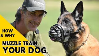 How and Why to MUZZLE Train Your DOG [upl. by Katharine]