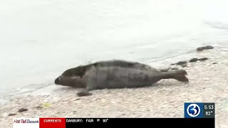 Rescued seals released at Hammonasset [upl. by Arotal]