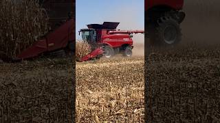 CASE IH 8260 HARVESTING CORN AT HUSKER HARVEST DAYS 2024 shorts hhd24 harvest24 farming caseih [upl. by Leckie]