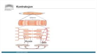 Muskler Skjelettmuskulatur del2 [upl. by Shore]