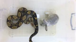 Live Feeding Snake  Boa Eating Rabbit [upl. by Materse519]