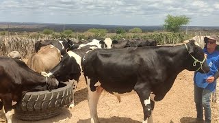 HUGO MOSTRA SEU REPRODUTOR PESANDO EM MEDIA 500 KILO E MOSTRA 6 VACA QUE TA PRA PARIR [upl. by Jeremie481]