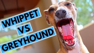 Whippet vs Greyhound  Choosing a Puppy [upl. by Valerie]