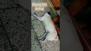 dog barking sounds to make your dog bark  dogsleeping dogbark pug [upl. by Namurt96]