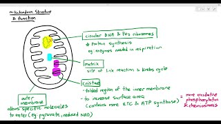 1210 Structural Adaptation of the Mitochondrion Cambridge AS A Level Biology 9700 [upl. by Leuqim898]