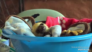 Baby sloth Mimi drinks her milk  022624  SlothTV via exploreorg [upl. by Aicemaj]