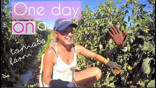 Life on a tomato farm in Australia  A true backpacker job [upl. by Breh]