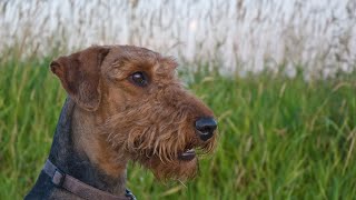 Airedale Terriers for Therapy Dog Work Is it a Good Fit [upl. by Lillie817]