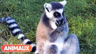 Découvrez les lémuriens du Parc des Félins  Animaux [upl. by Cordula]