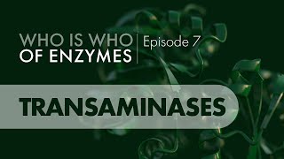 Who Is Who of Enzymes Transaminases [upl. by Thilde429]