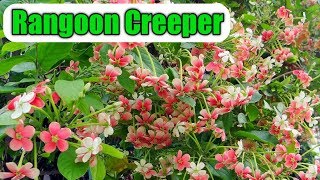 How to grow Rangoon creeper vine  Jhumka bail  Care of madhumalti vine [upl. by Sirehc]