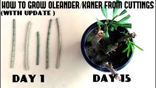 How to Grow OleanderKaner From CuttingsWith Update Video [upl. by Wehhtam]