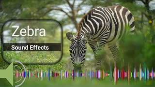 zebra sound  zebra noise  facts about zebras [upl. by Eizeerb827]