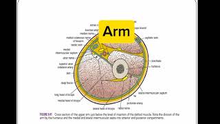 Upper Limb Regions Upper limb Anatomy Gross Anatomy [upl. by Seaver]