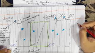 Salmonella Bacteria explained  Morphology  Antigenic structure  Pathogenesis  Culture [upl. by Haldes]